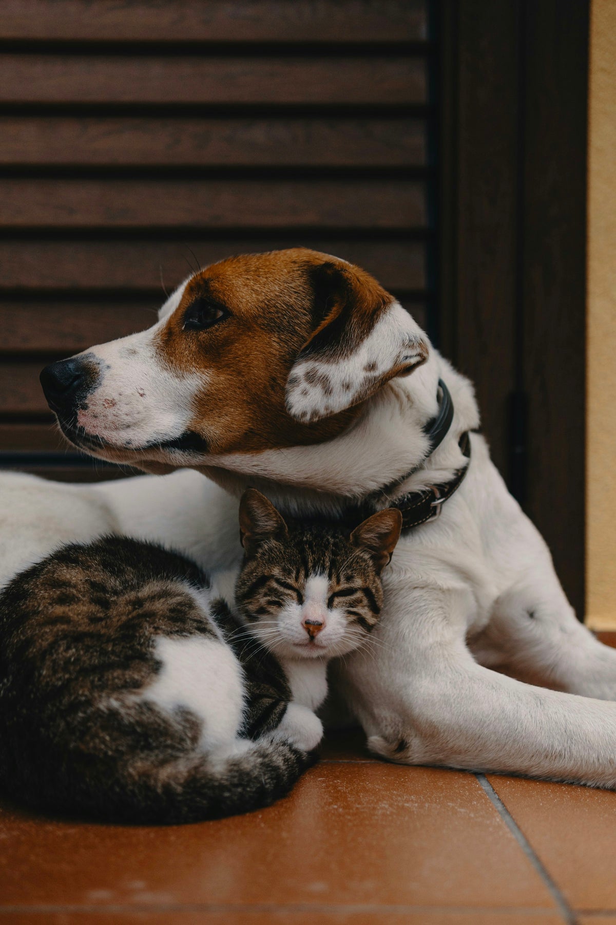 Happy dog and cat resting together at home